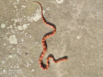 užovka červená, terárium - 10