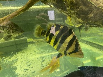 Prodam arowana , cichla , pirana….. - 10