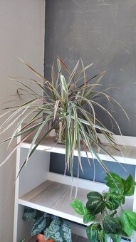 Monstera albo, anturium, pokojové rostliny - 10