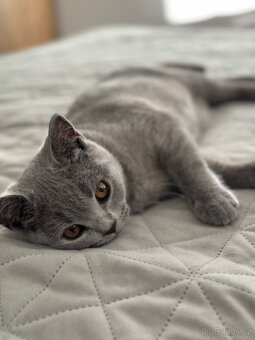 Britská modrá krátkosrstá kočka s PP - 10