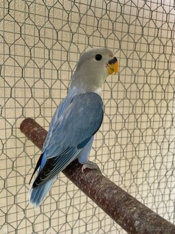 Agapornis růžohrdlý 🦜 - 10
