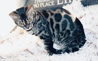 Bengálská kočka,bengálské kotě - 10