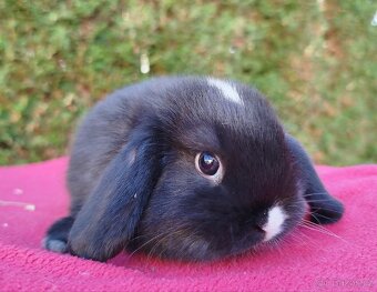 Zakrslý beránek, králíček, králík - DAN - 10