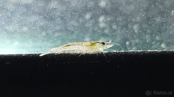 Krevetky Atyopsis Moluccensis (Bamboo Shrimp, Molucka) - 10