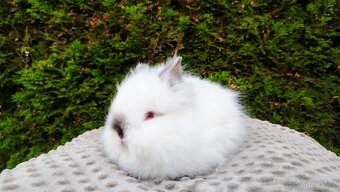 Zakrslý králík, králíček - (TEDDY)-ONDŘEJ A OTA - 10