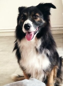 Border kolie - 10