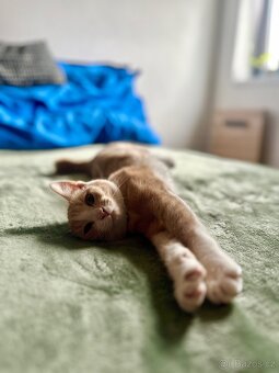 Daruji Kočičky - 10