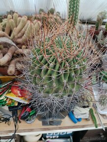 Kaktusy sukulenty - 10