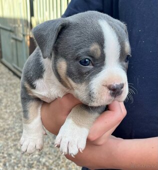 Štěně American Bully - 10