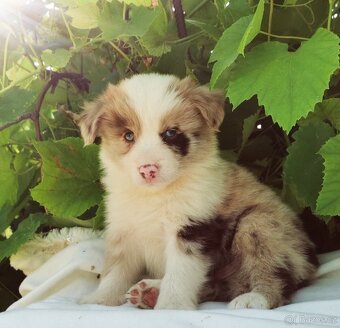 Border kolie , Collie , kolia - 10
