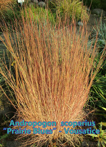 Prodám okrasné traviny - 10