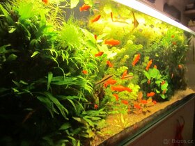 Akvarijní rostliny - 10