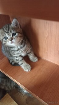 Britská koťátka whiskas s PP - 10