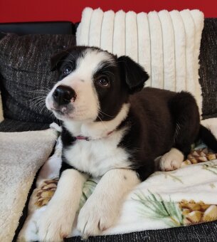 Border kolie bez pp již k odběru - 10