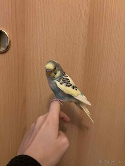 Prodám mladé andulky po vylétnutí z budky - 10