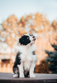 Border kolie štěňata s PP - 10