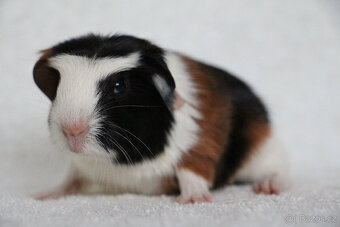 Morče, morčata, morčátko s PP - krátkosrstá - 10