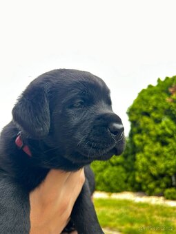 Labradorský retriever s PP - 10