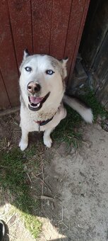 Štěně husky x labrador - 10