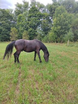 Pastevní ustájení Blansko - 10