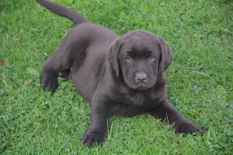 Labrador - 10