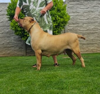 American bully - 10