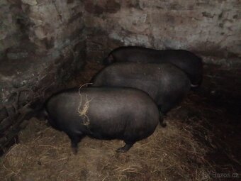 Vetnamec a Kune kune - 10