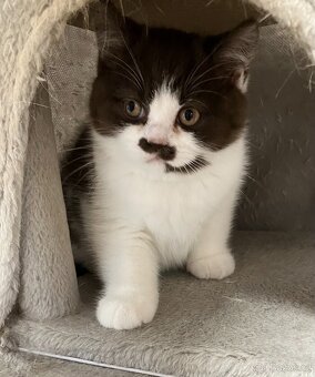 Britská koťátka s PP - 10