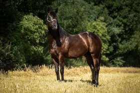 Připouštění hřebcem double registr QH/PH 7 Panel N/N - 10