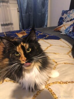 Mainská mývalí koťáta - 10