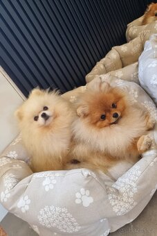 Pomeranian mini - 10