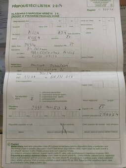 klisna po CENTO LANO ARCUS - 10