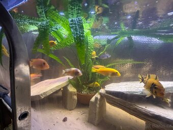 Tlamovci Malawi Tanganika - 10