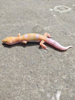 gekončík noční, terárium - 10