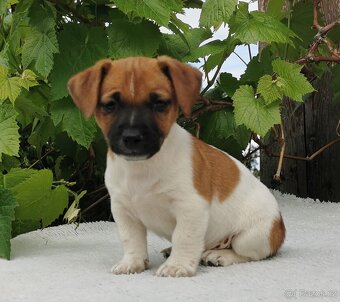 Jack Russel Terier - 10