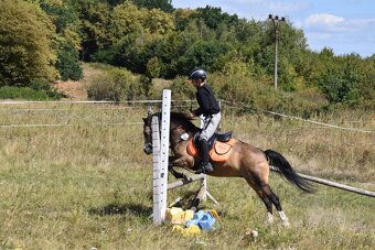 Pony kobylka kategorie S - 10