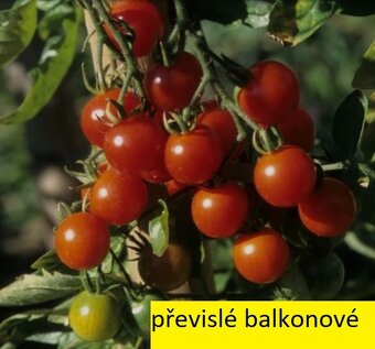 Sazenice perma kultura rajčat - Kadaň - 10