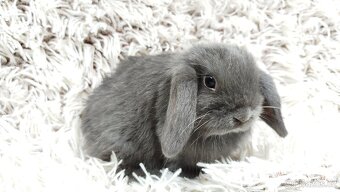 Zakrslý beránek, králíček, králík - KVIDO - 10