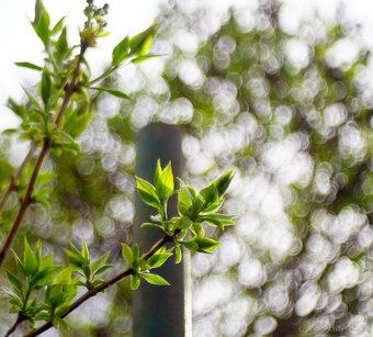 Objektiv Trioplan 50 f2.9 / Meyer-Optik Görlitz / Altix - 10