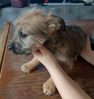 Štěňátka prodej - 10