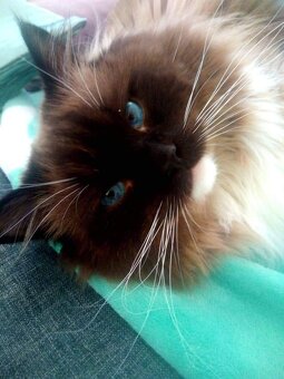 Ragdoll kočičky bez PP - 10