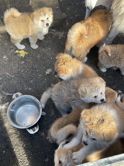 Akita inu Štěnata prodám - 10