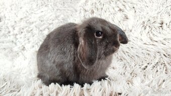 Zakrslý beránek, králík, králíček - CRISTIAN - 10