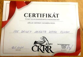 Krytí- chovný pes-Rhodeský ridgeback FCI - 10