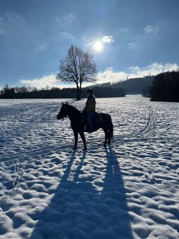 Kobyla 5 let na prodej - 10