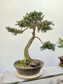 Tis červený bonsai - 10
