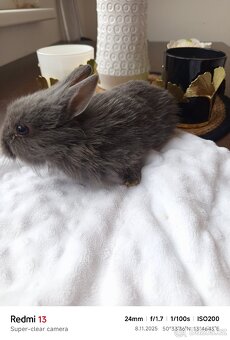 Zakrslý králíci - 10