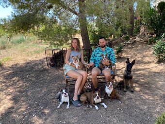 Bostonský teriér, štěňátko s PP - odběr únor 2026 - 10