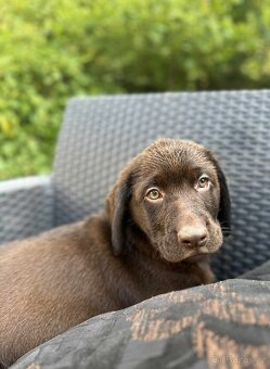 štěňata labrador a hnědý kluk – připravena k odběru - 10