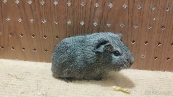 Morčata - morče aguti - 10